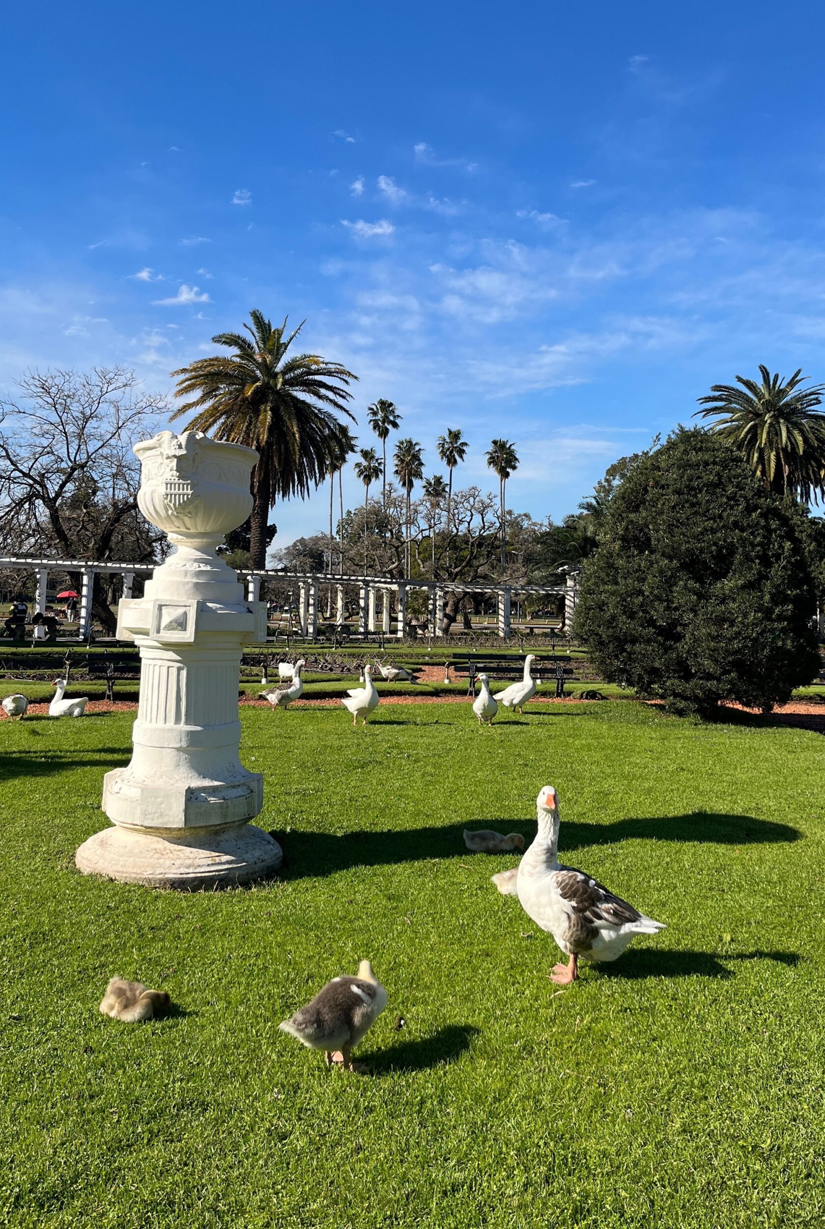 Pergola de Rosedal en Invierno