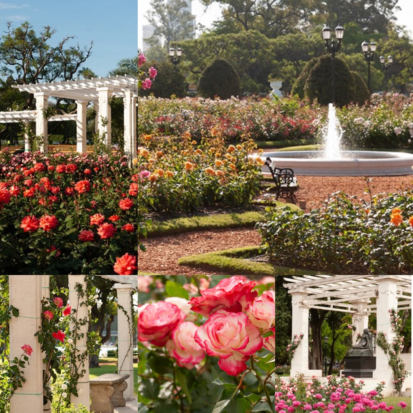 El Rosedal con mas de 20 mil rosas en Verano