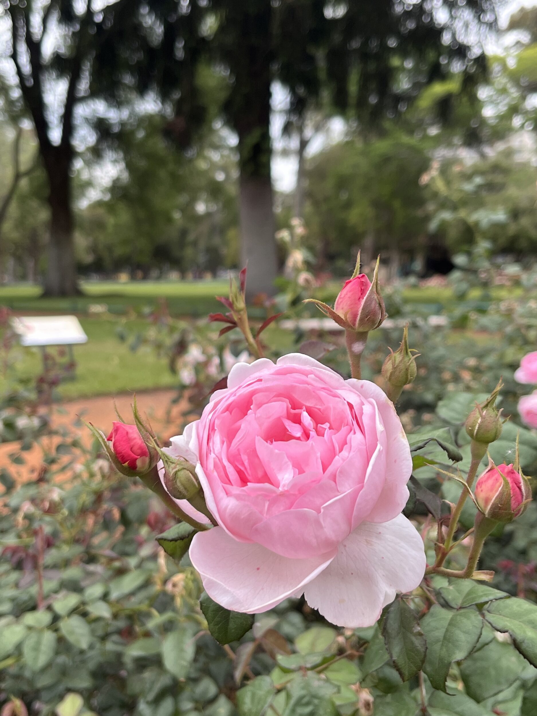 El Rosedal es pura belleza y un pulmon Natural en Buenos Aires