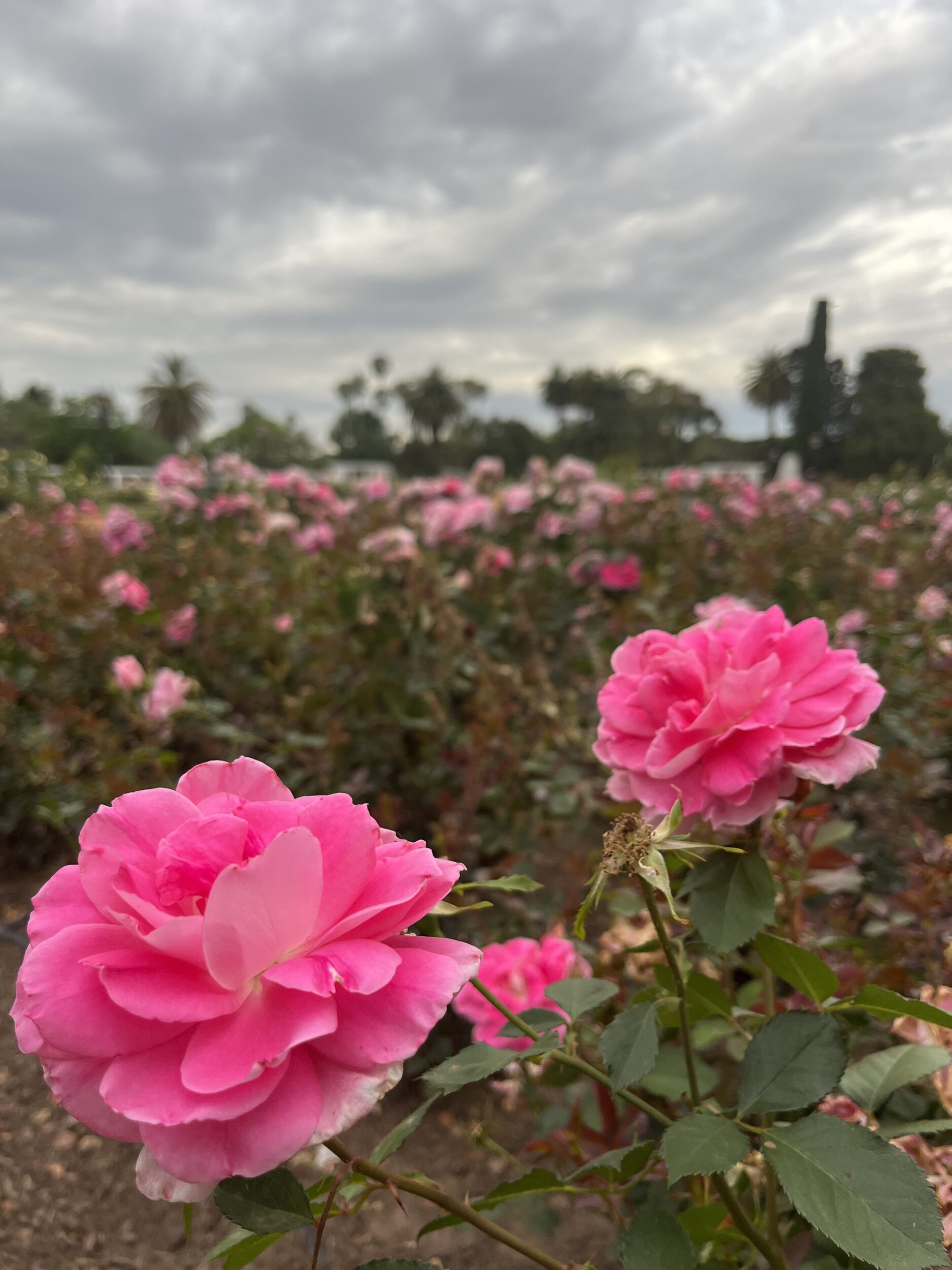 Una impresionante obra de Arte en un Parque de rosas que te va sorprender-Rosedal